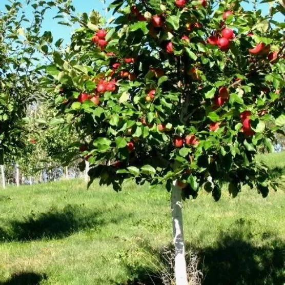 thumbnail for publication: La Manzana (Malus domestica, Rosaceae)